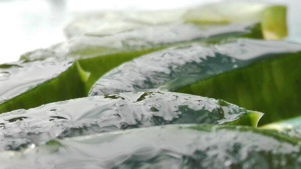 Beneficios del aloe vera para el cuidado de la piel y el cuero cabelludo