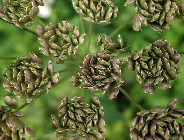 La importancia de la alimentación, el ejercicio y las infusiones naturales para favorecer la digestión después de las comidas