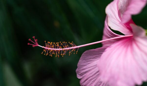 Beneficios del té de hibisco