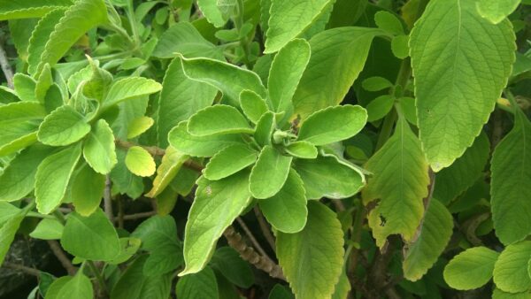 Plantas naturales utilizadas tradicionalmente para favorecer la digestión