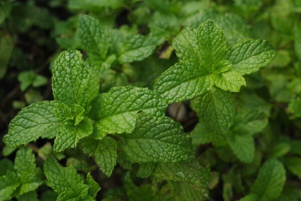 Beneficios tradicionales de la menta para el bienestar digestivo