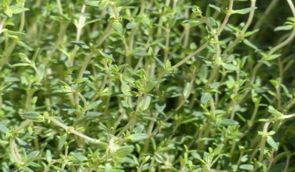 Propiedades del tomillo para las vías respiratorias.