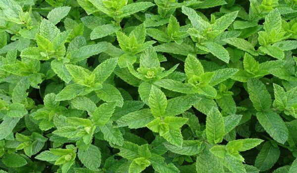 Beneficios del té de menta para la digestión