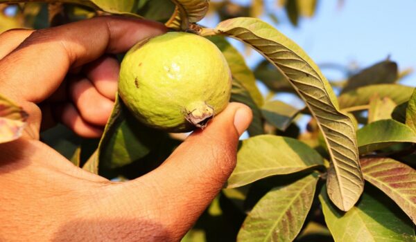 Beneficios medicinales de la hoja de guayaba.
